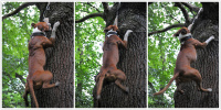 psi na strom