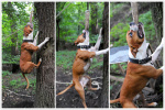 psi na strom