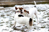 Jack Russell a Parson Russell terirky
