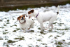 Jack Russell a Parson Russell terirky