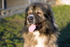 kavkazský pastevecký pes Rocky